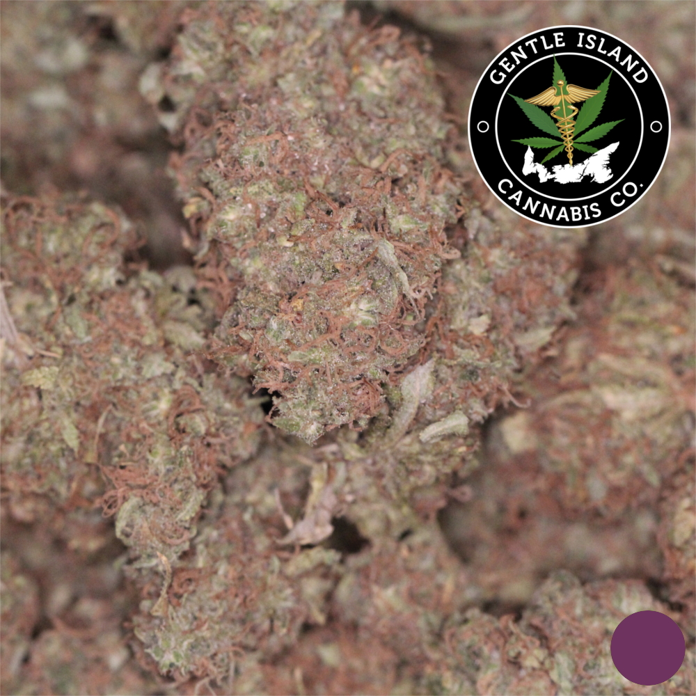 Black Domina