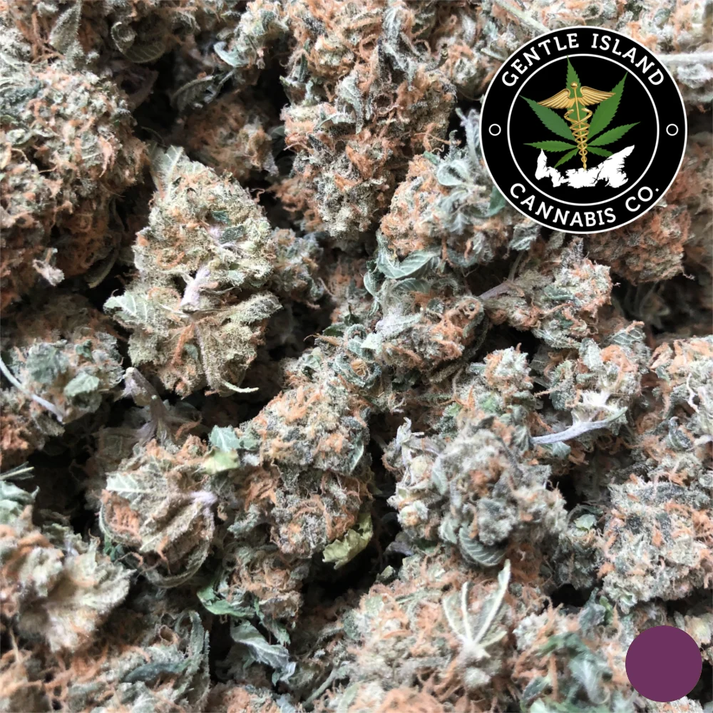 White Domina