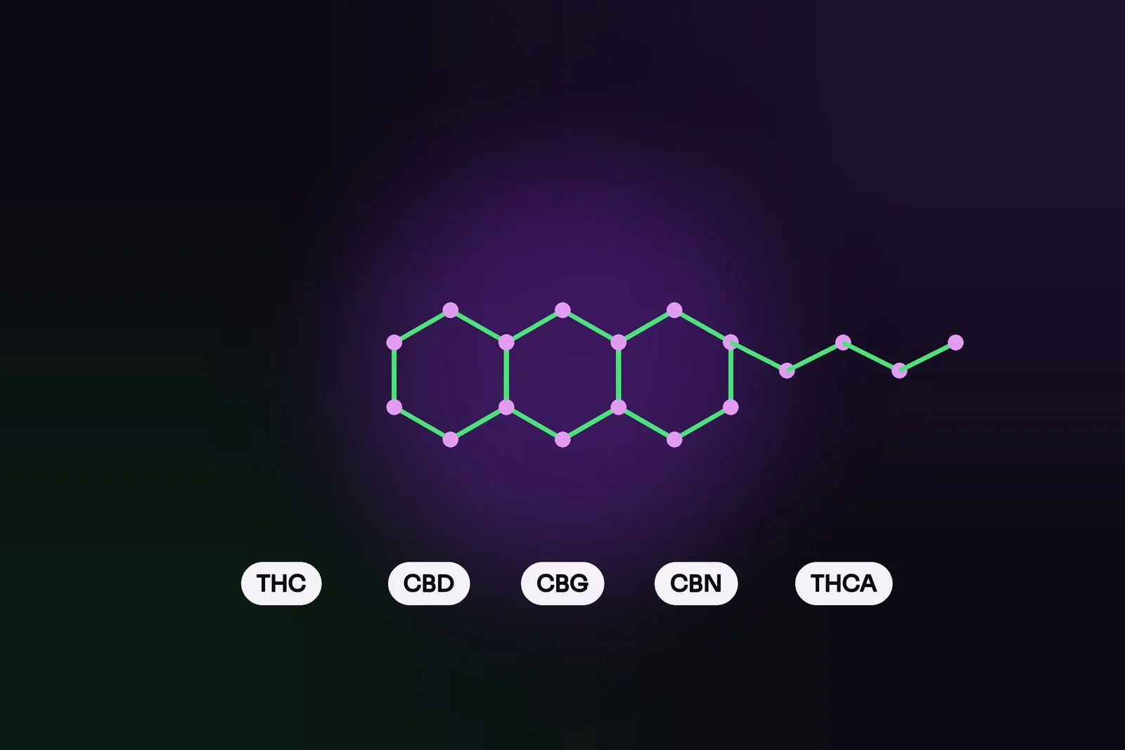 Beyond THC and CBD: meet the cannabinoid family