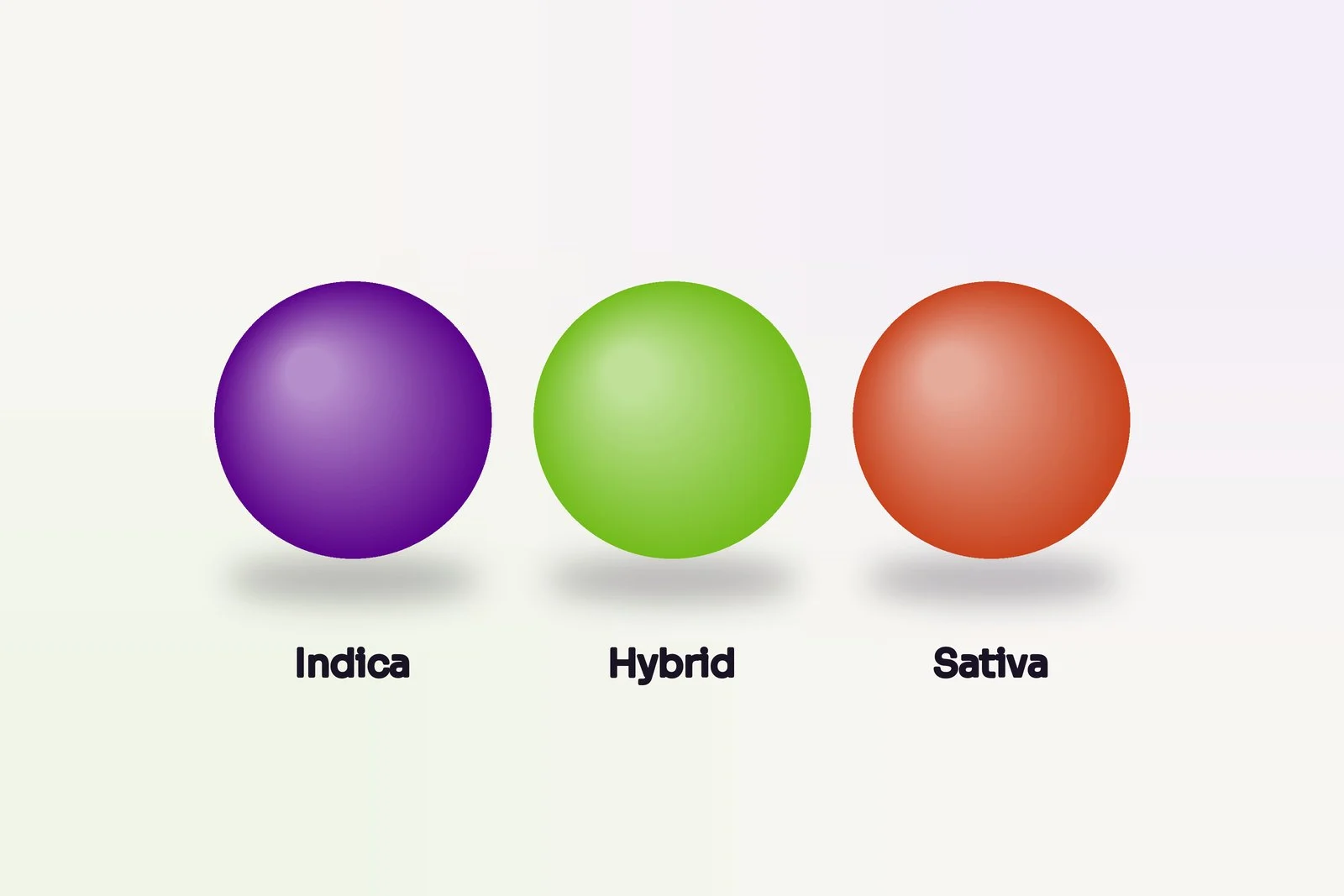 Indica, sativa, hybrid: what the colours on our shop really mean
